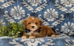 Maltipoo dogs for sale: Whitfield - Image 3