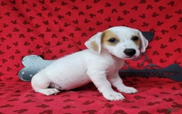 Jack Russell Terrier dogs for sale: Jagger Rough Coat Male - Image 12