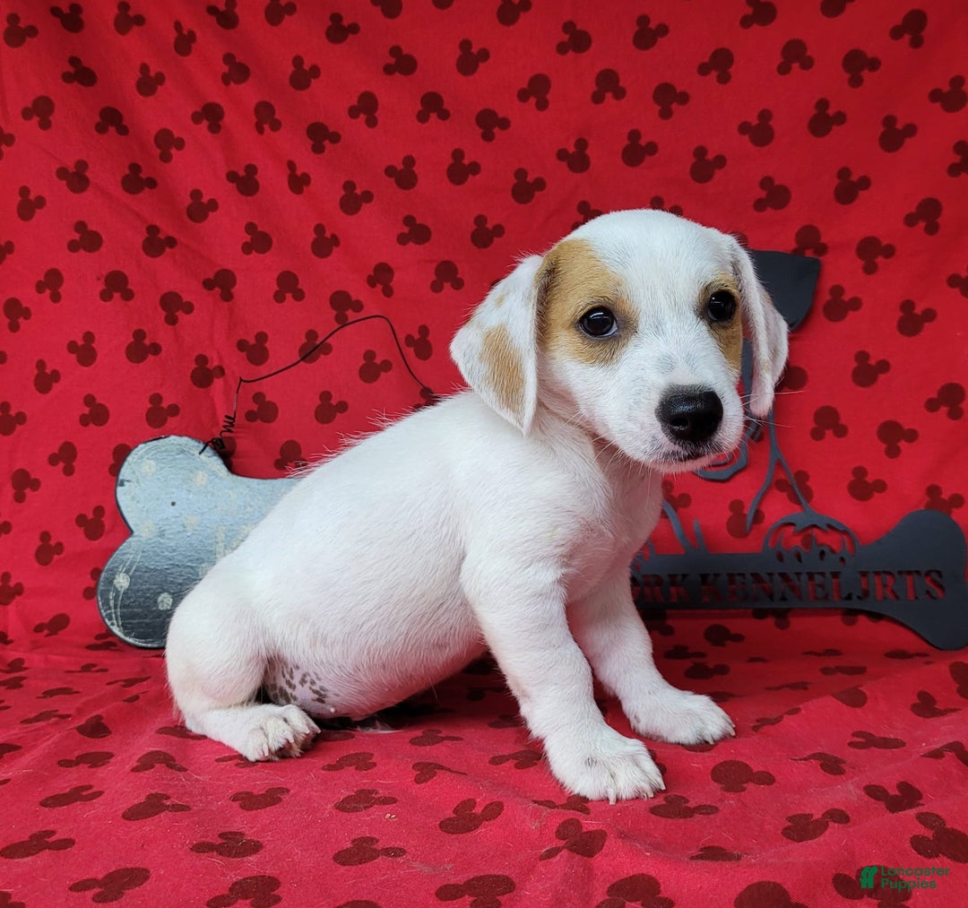 Jack Russell Terrier dogs for sale: Jagger Rough Coat Male - Image 12