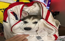 Siberian Husky dogs for sale: Apollo - Image 3