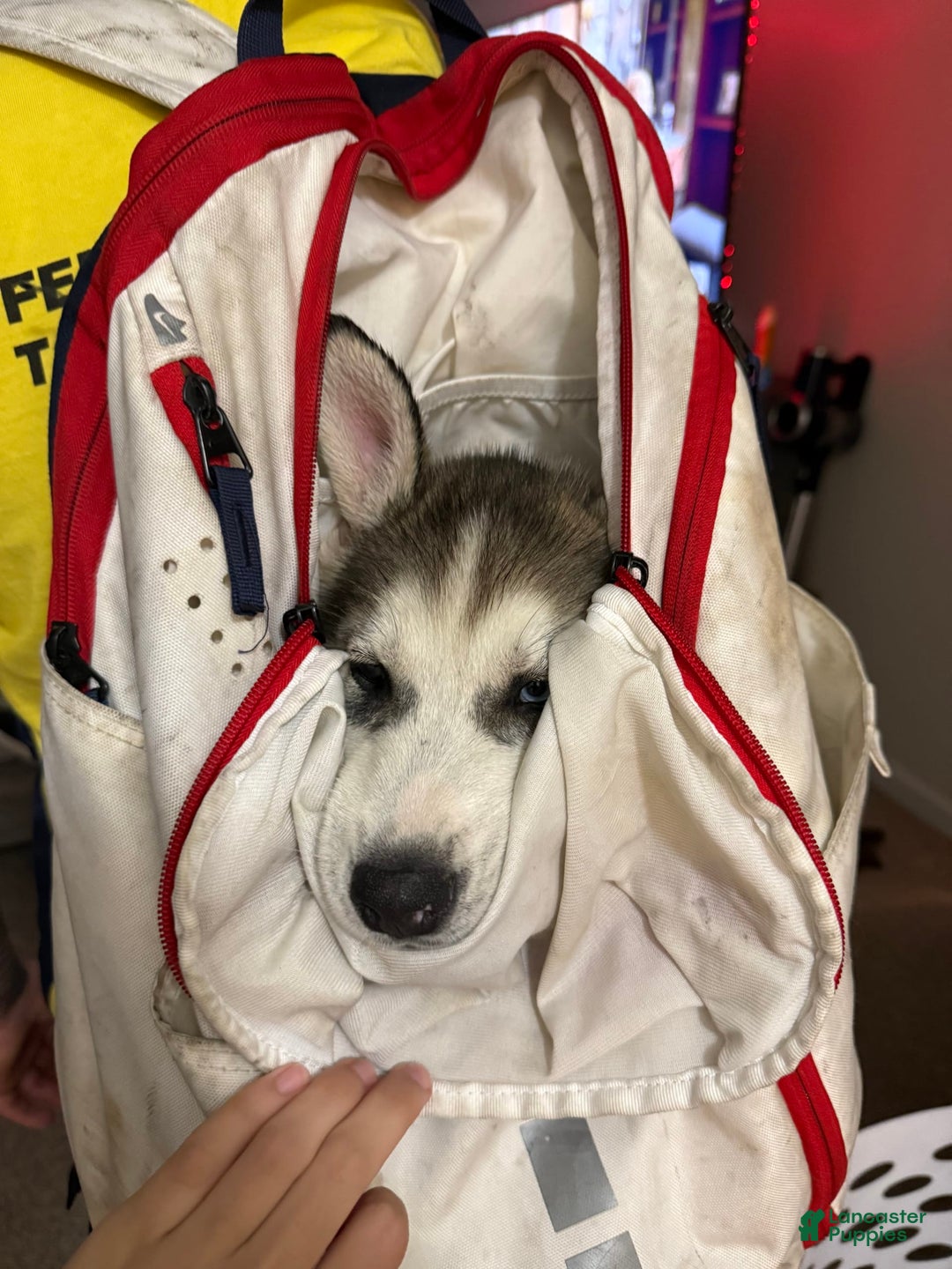 Siberian Husky dogs for sale: Apollo - Image 3