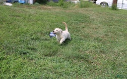 Golden Retriever dogs for sale: Costa - Image 5