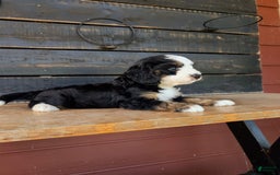 Mini Bernedoodle dogs for sale: Callie - Image 3