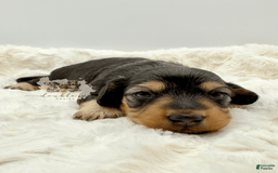 Miniature Dachshund dogs for sale: Birdie - Image 1