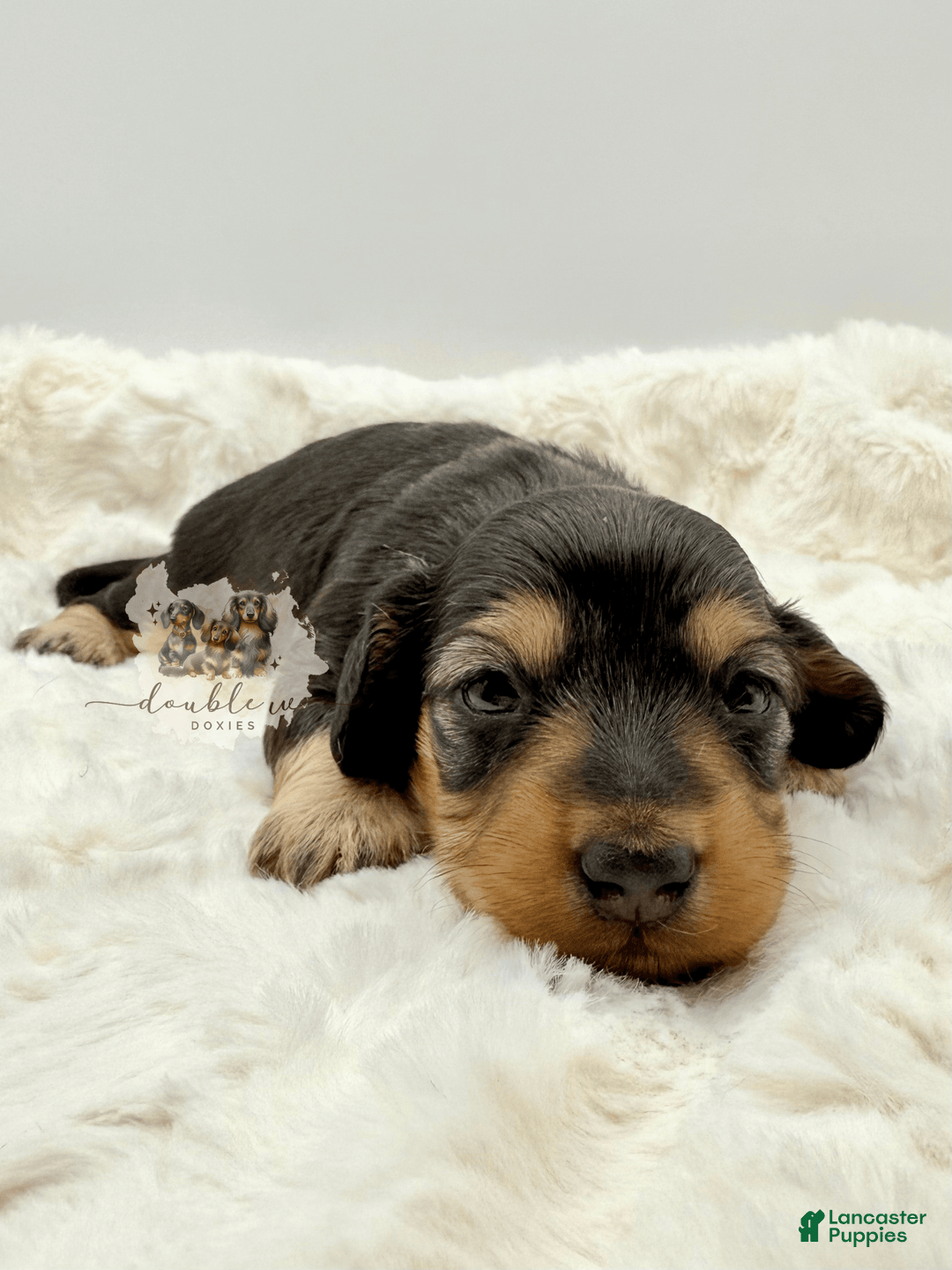 Miniature Dachshund dogs for sale: Birdie - Image 1