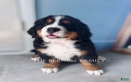 Bernese Mountain Dog dogs for sale: Female Thin Blaze - Image 3