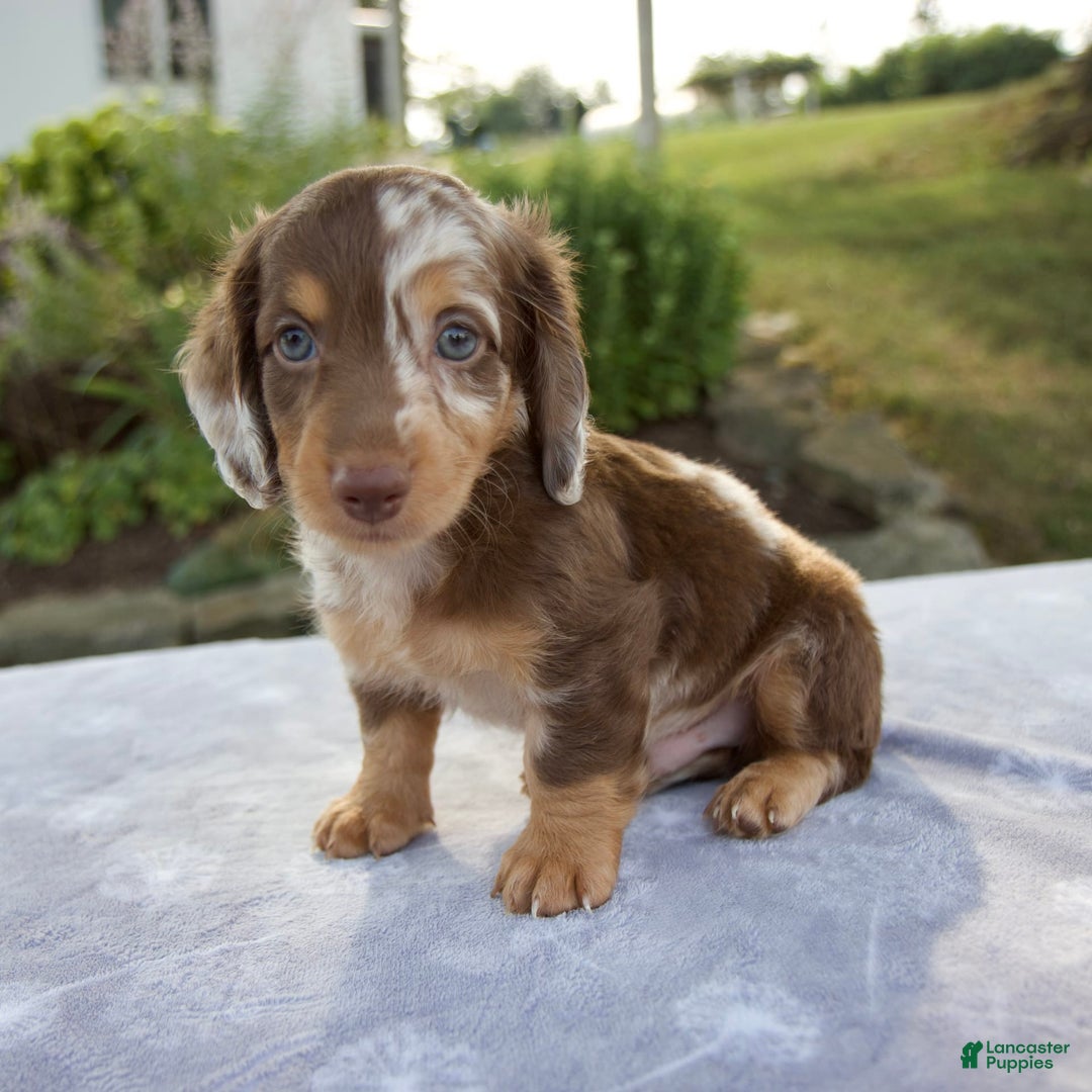 Miniature Dachshund dogs for sale: Finley - Image 1