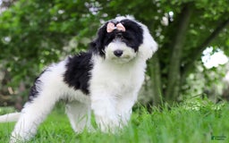 Sheepadoodle dogs for sale: Lola - Image 3