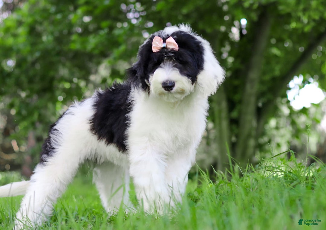 Sheepadoodle dogs for sale: Lola - Image 3