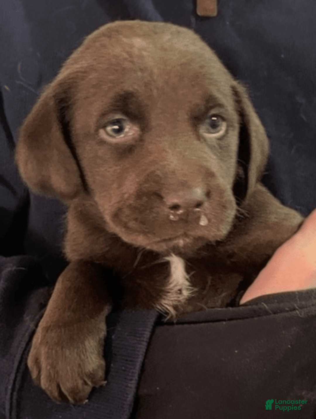 Labrador Retriever dogs for sale: Labrador Retriever 6 puppies - Image 1