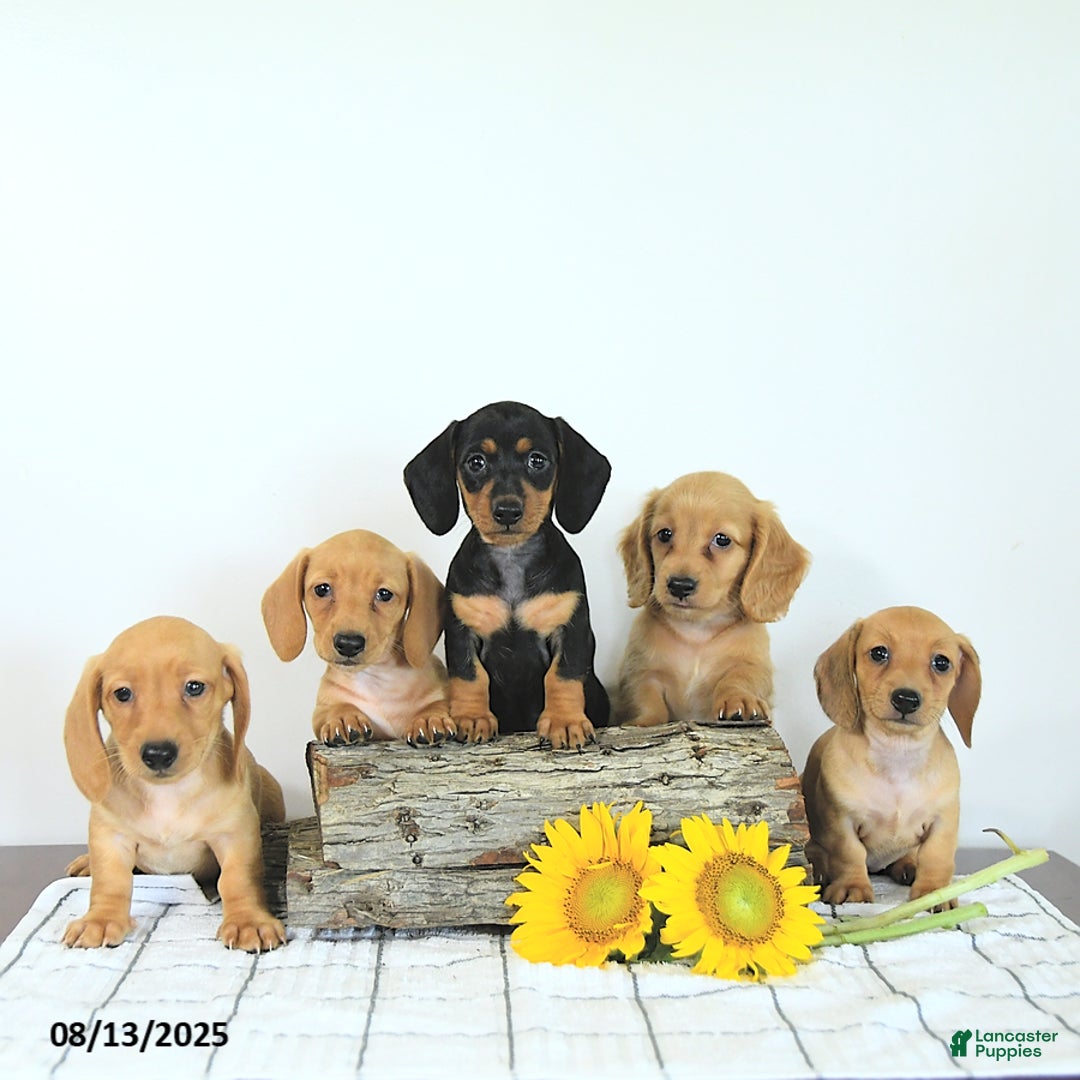 Miniature Dachshund dogs for sale: Megan - Image 4