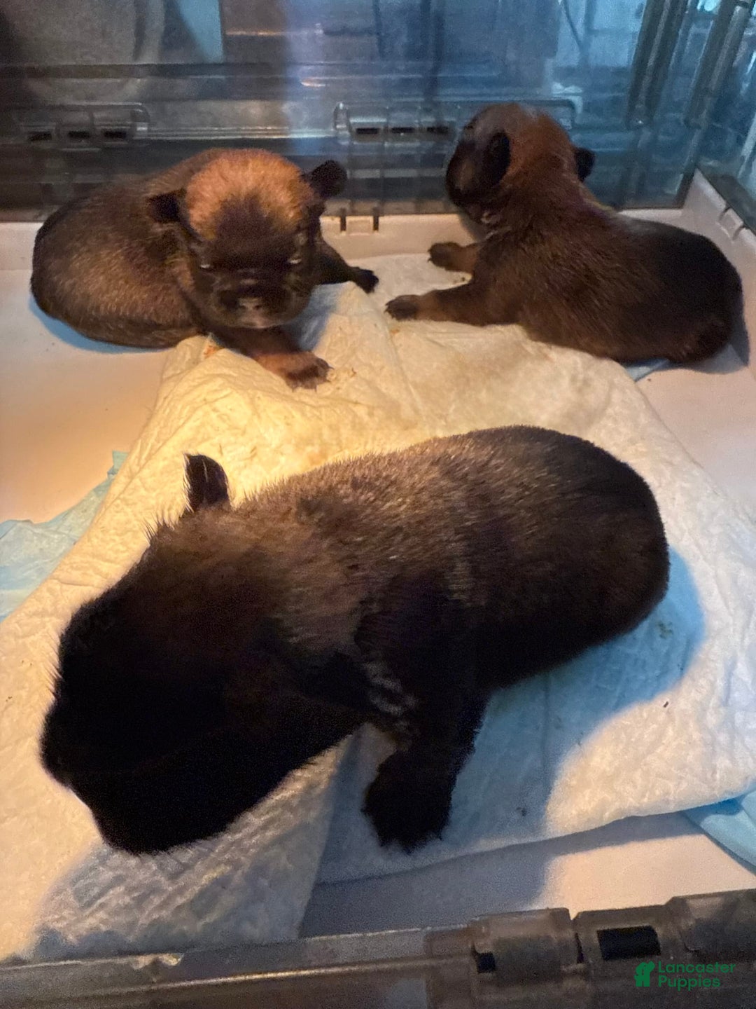 French Bulldog dogs for sale: Dream - Image 2
