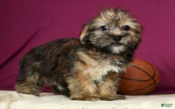 Shorkie dogs for sale: Hayden - Image 7