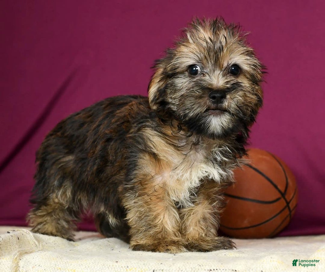 Shorkie dogs for sale: Hayden - Image 7