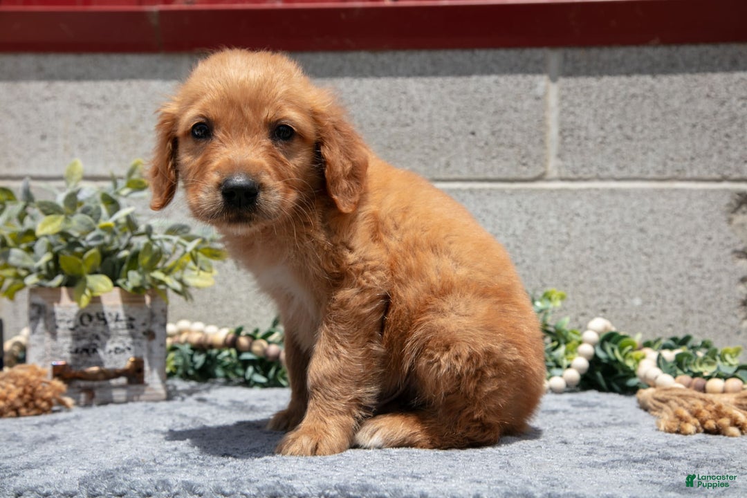 Golden Retriever dogs for sale: Doc - Image 2