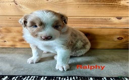 Australian Shepherd dogs for sale: Ralphy - Image 1