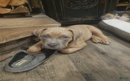 American Bully dogs for sale: Big Hoss - Image 126
