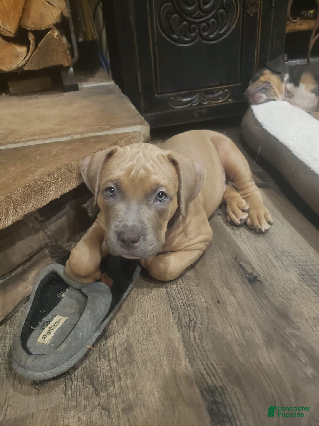 American Bully dogs for sale: Big Hoss - Image 126