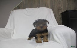 Yorkshire Terrier dogs for sale: Buddy - Image 23