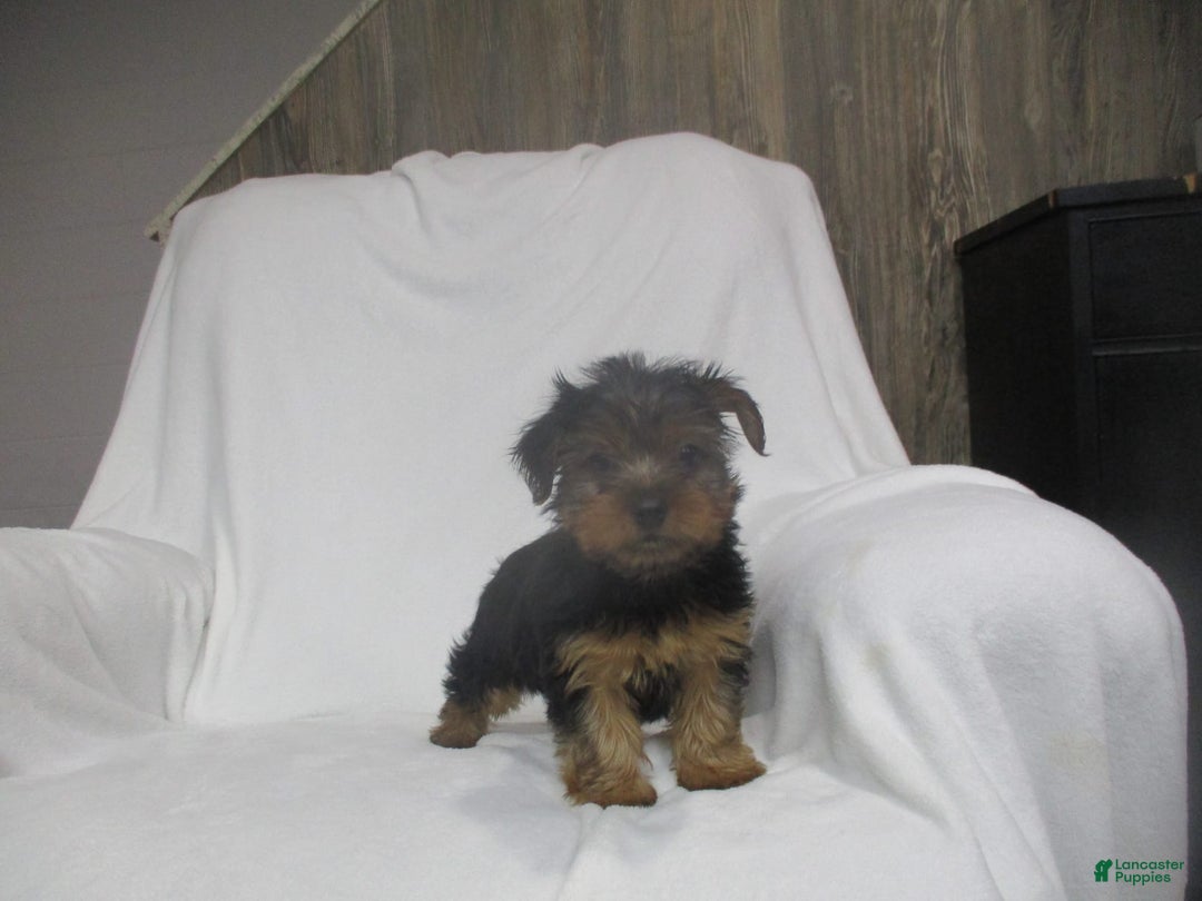 Yorkshire Terrier dogs for sale: Buddy - Image 23