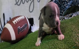 American Bully dogs for sale: Mary-kate - Image 5