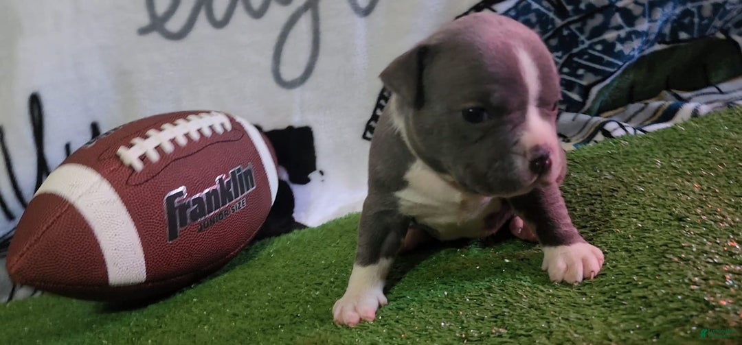 American Bully dogs for sale: Mary-kate - Image 5