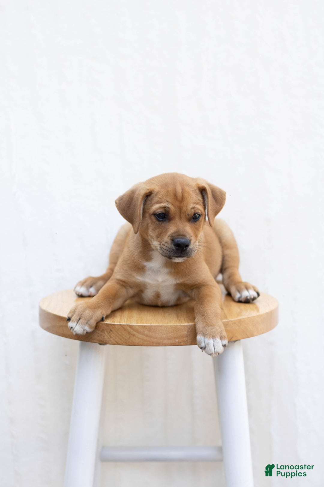 Jug dogs for sale: Banks - Image 1