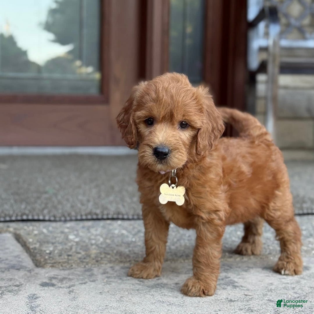 Goldendoodle dogs for sale: Lucy - Image 2