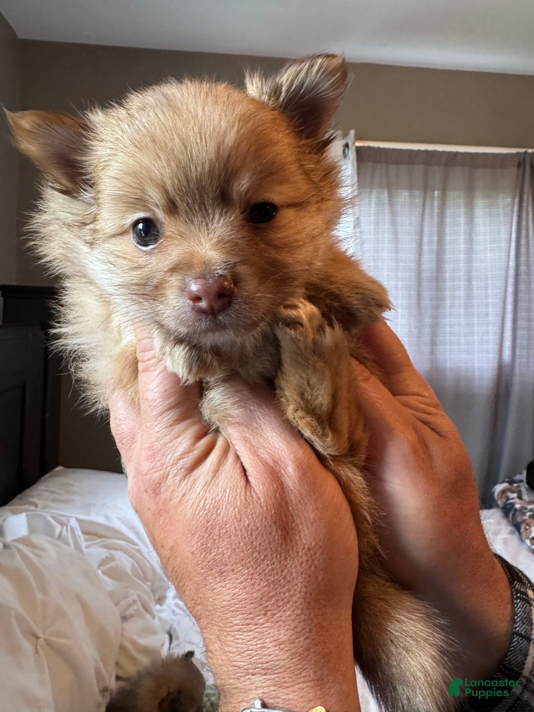 Pomeranian dogs for sale: Jake - Image 14