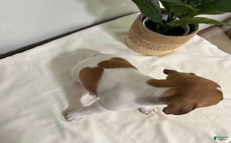 Jack Russell Terrier dogs for sale - Ad 2