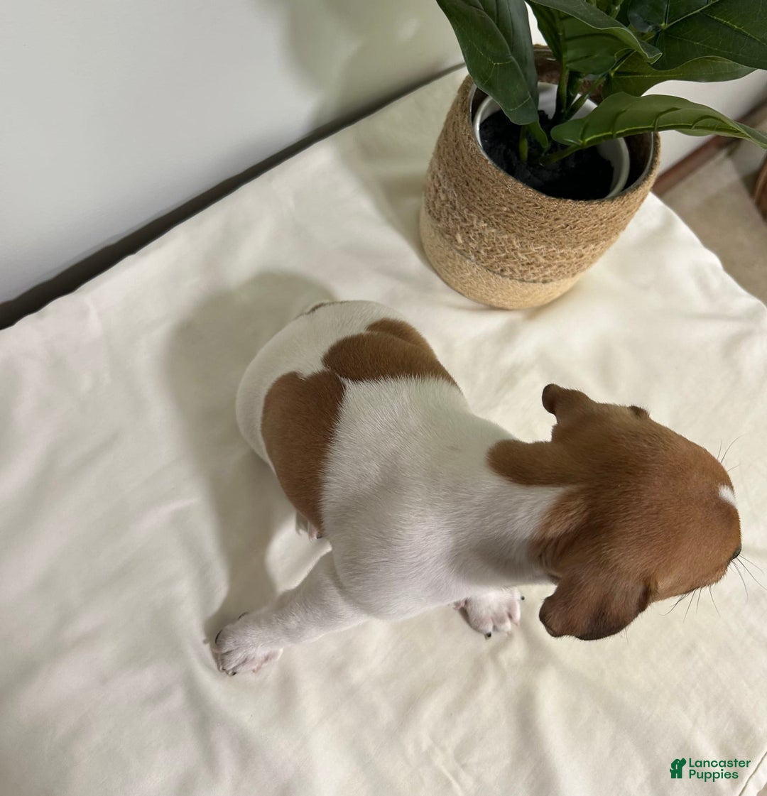 Jack Russell Terrier dogs for sale: Rose - Image 1