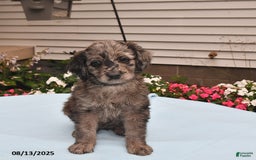 Goldador dogs for sale: Dixie - Image 3