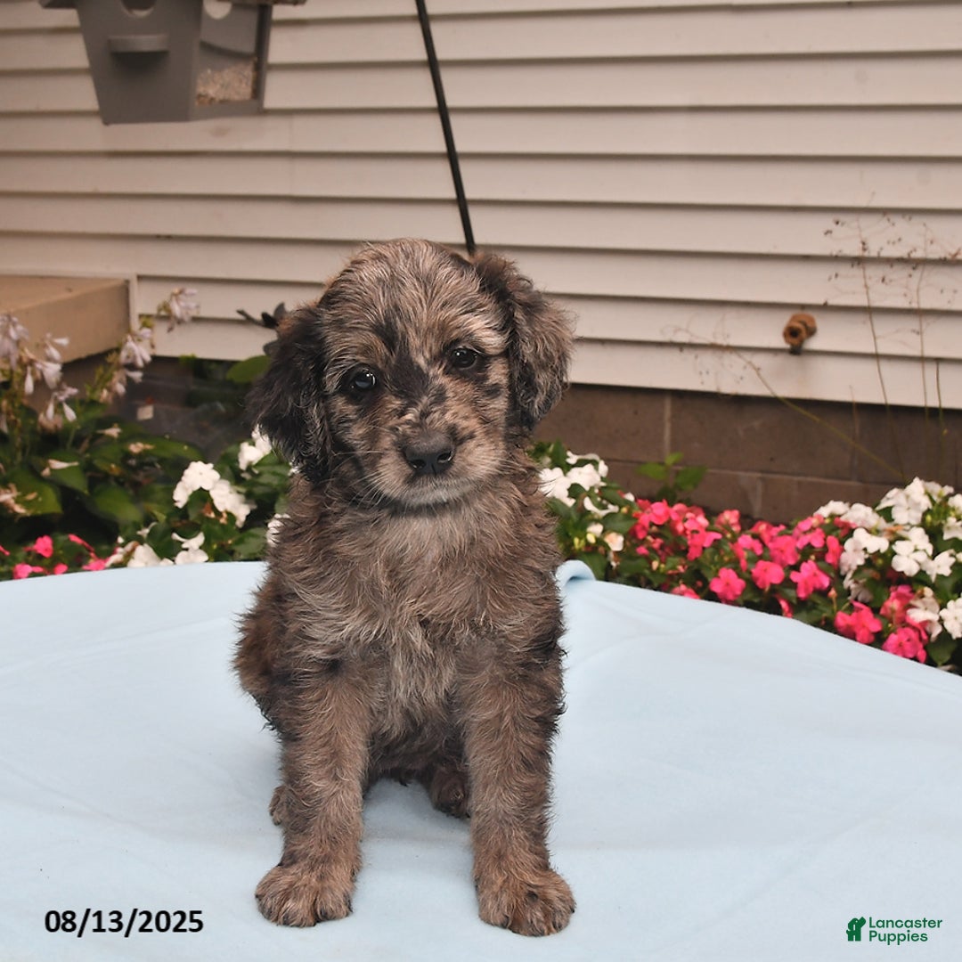 Goldador dogs for sale: Dixie - Image 3