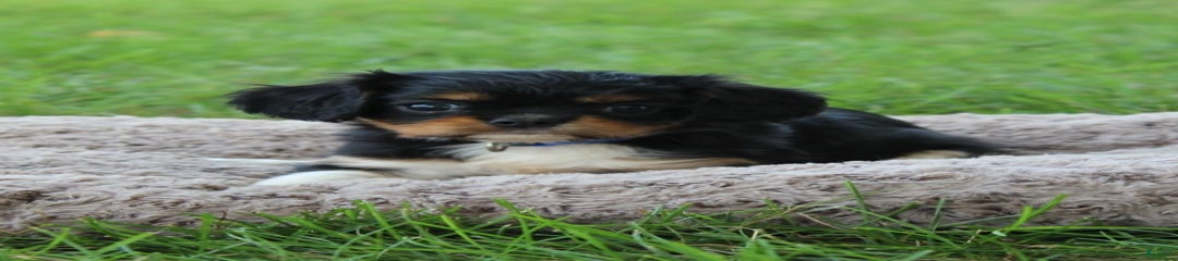 Roxie