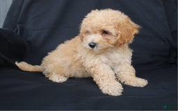 Bichpoo dogs for sale: Boyde - Image 4