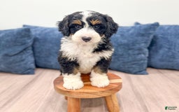Mini Bernedoodle dogs for sale: Piper - Image 8