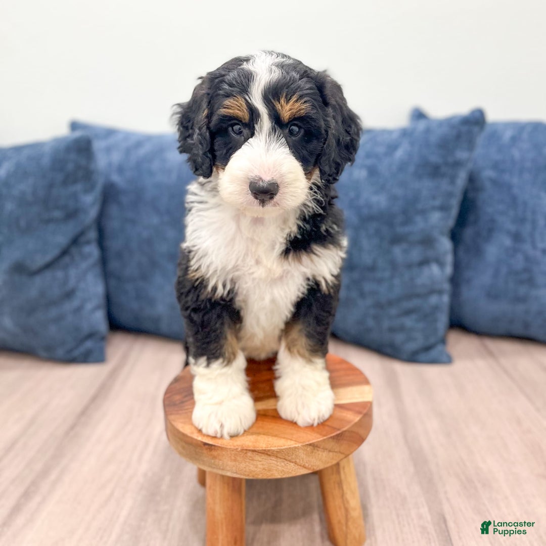 Mini Bernedoodle dogs for sale: Piper - Image 8