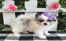 Pomeranian dogs for sale: Sparkle - Image 4