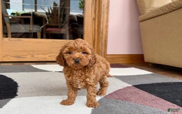 Cavapoo dogs for sale: Kaylee - Image 9
