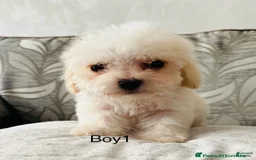 Cavachon dogs for sale: Ringo - Image 1