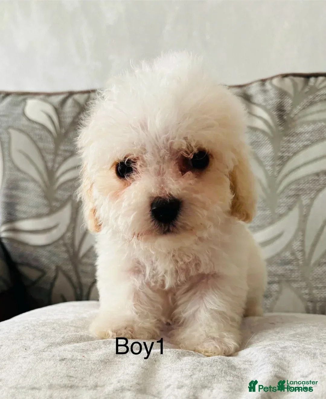 Cavachon dogs for sale: Ringo - Image 1