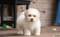 Shihpoo dogs for sale: Lola - Image 1
