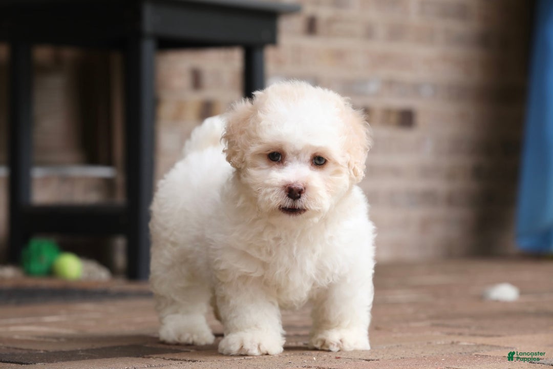 Shihpoo dogs for sale: Lola - Image 1