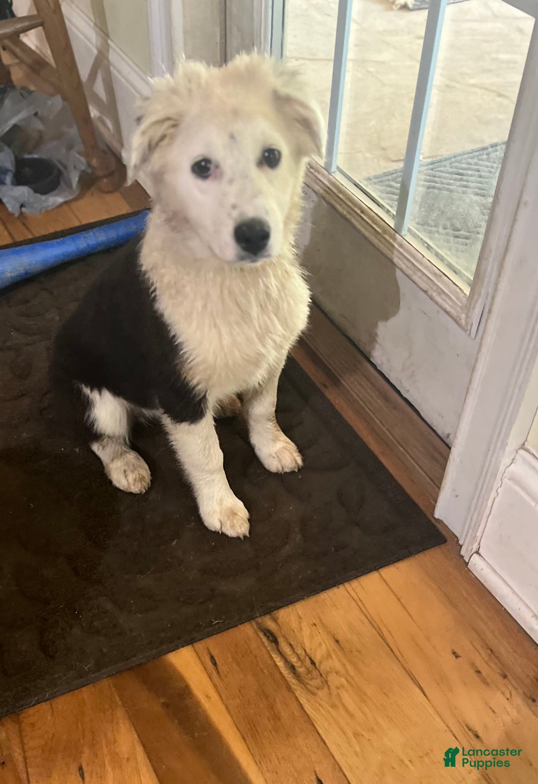 Australian Shepherd dogs for sale: Sugar - Image 9