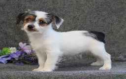 Yorkshire Terrier dogs for sale: Teeko - Image 4
