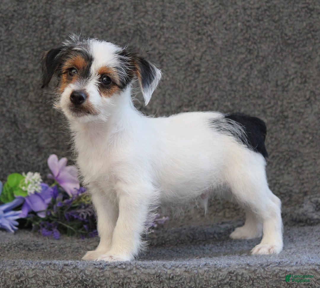 Yorkshire Terrier dogs for sale: Teeko - Image 4