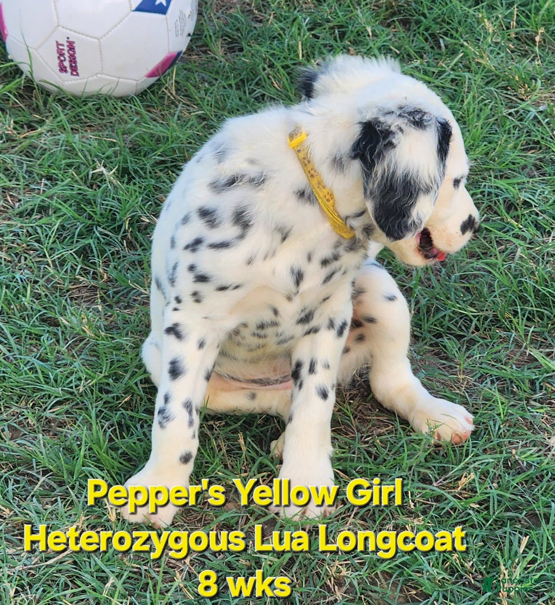 Dalmatian dogs for sale: Peppers Yellow Girl - Image 11