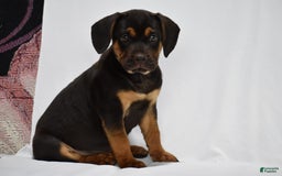 Beabull dogs for sale: Indie - Image 5