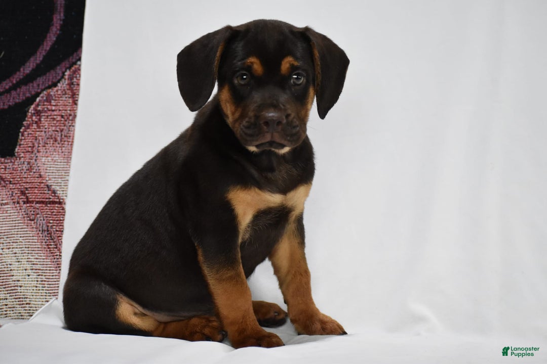 Beabull dogs for sale: Indie - Image 5