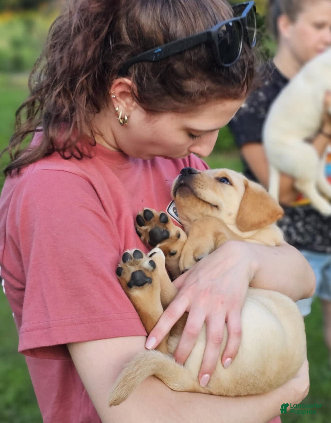 Labrador Retriever dogs for sale: Rainey - Image 11